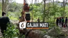 vertical gajah