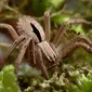 Laba-laba berlian yang ditemukan di situs National Trust setelah 50 tahun menghilang. (National Trust)
