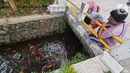 Warga melihat ikan yang dibudidaya di sepanjang saluran air di Puri Pamulang, Tangerang Selatan, Minggu (13/8/2020). Jenis ikan mas yang dibudidaya warga memberikan manfaat ekonomis di masa pandemi Covid19. (Liputan6.com/Fery Pradolo)