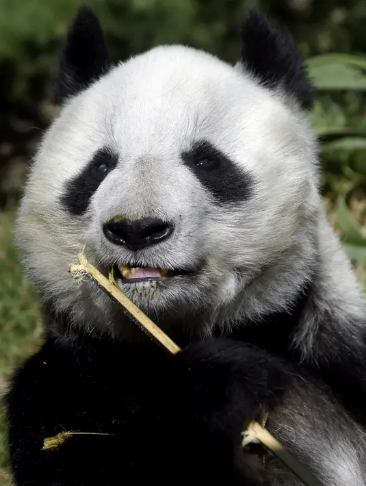 Shuan Shuan, panda raksasa wanita (Ailuropoda melanoleuca) memegang tongkat di kebun binatang Chapultepec, Mexico City (12/2/2020). Xin Xin dan Shuan Shuan merupakan dua spesimen Hewan yang lahir di Meksiko dan satu-satunya di dunia yang tidak dimiliki China. (AFP/Alfredo Estrella)