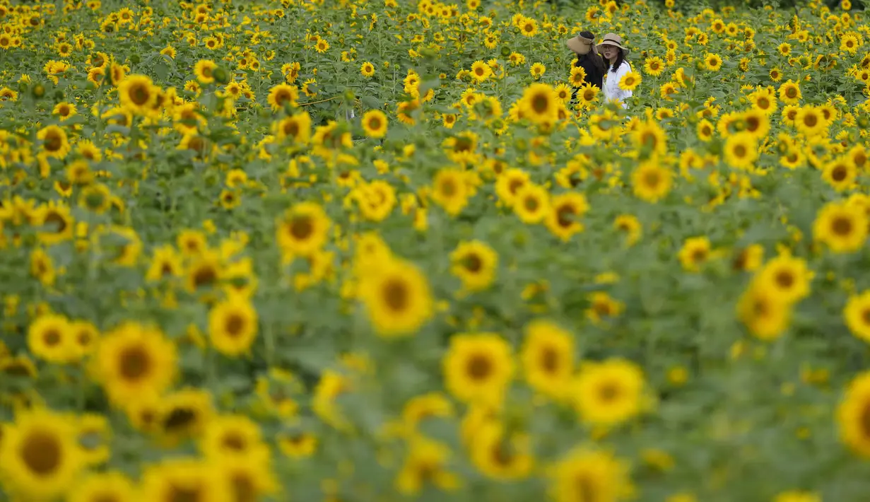 Ratusan bunga matahari mekar di sebuah ladang di Paju. (AP Photo/Lee ​​Jin-man)