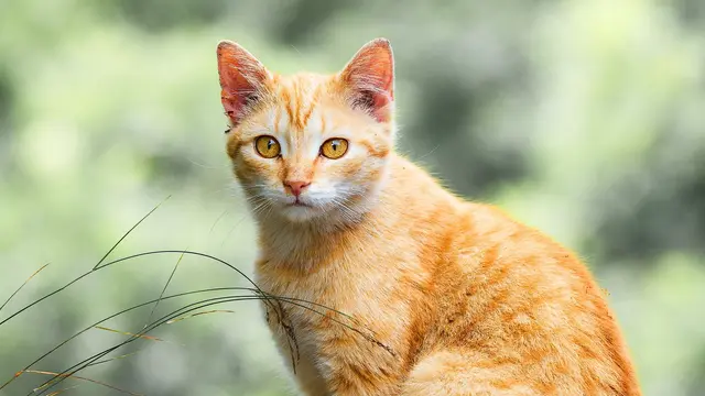 Orange Cat