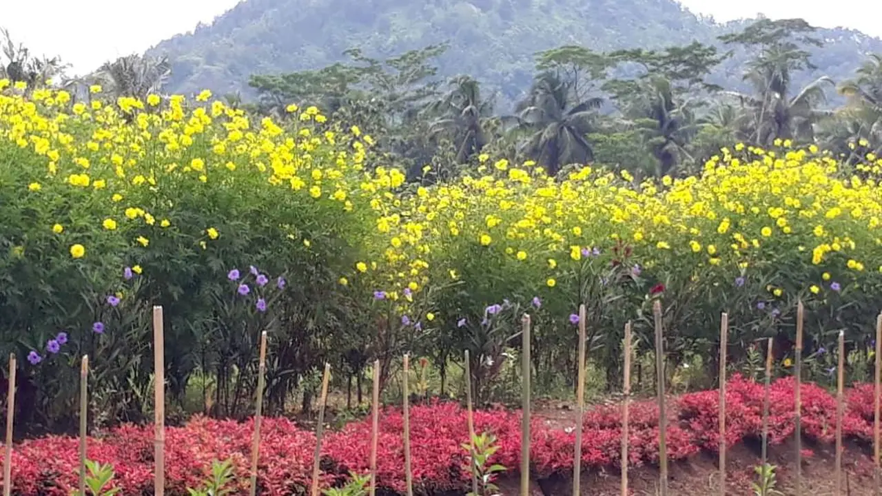 Petani di Bobosan, Banyumas menanam bunga-bungaan refugia untuk perangkap hama. (Foto: Liputan6.com/Widiarso untuk Muhamad Ridlo)