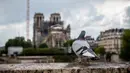 Seekor merpati hinggap di depan Katedral Notre-Dame yang tengah dipugar di Paris, Prancis, Senin (27/4/2020). Renovasi Katedral Notre-Dame dilanjutkan kembali setelah sempat dihentikan sejak 17 Maret lalu akibat epidemi COVID-19. (Xinhua/Aurelien Morissard)