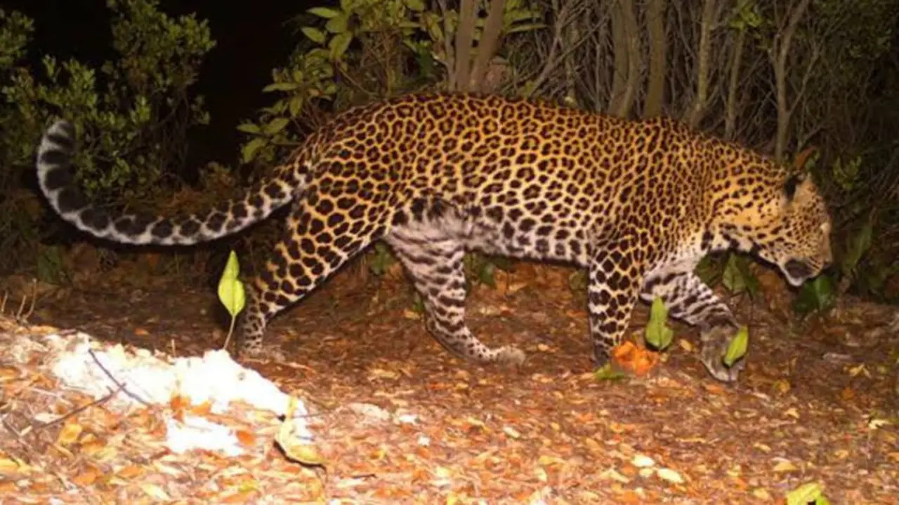 macan tutul kabur di lembang park and zoo