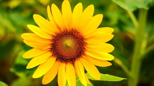 Ilustrasi bunga matahari