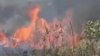 Padang savana Gunung Lemongan terbakar karena ulah orang tak bertanggung jawab yang hendak membuka lahan baru.