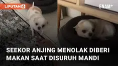 Aksi seekor anjing menolak diberi makan saat disuruh mandi bikin gemes.