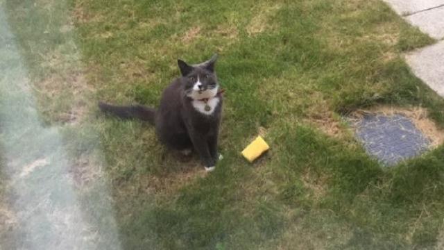 Milo, Kucing Lucu yang Senang Berburu Spons untuk Pemilknya