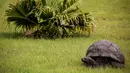 Seekor kura-kura raksasa Seychelles bernama Jonathan, berjalan di rumput di kediaman  Gubernur Kerajaan Inggris, Saint Helena (20/10). Kura-kura yang lahir pada tahun 1832 diperkirakan berusia 185 tahun. (AFP PHOTO / Gianluigi Guercia)