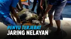 vertical penyu