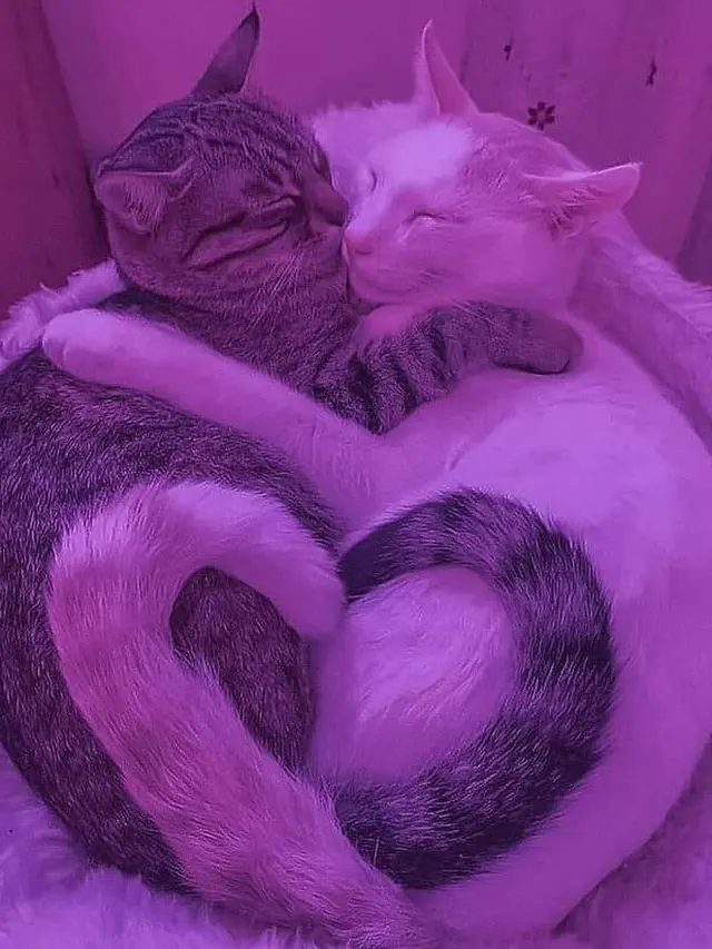 8 Tingkah Absurd Kucing saat Rebahan Ini Bikin Geleng Kepala