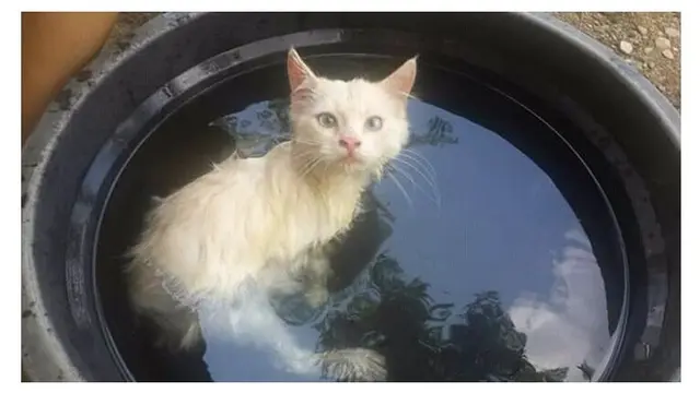 7 Ekspresi Kucing Ini Viral di Media Sosial, Kocak Abis