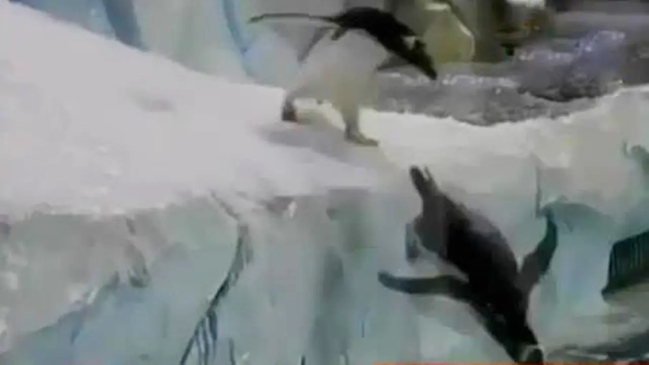 Jendela Dunia: Kebun Binatang Detroit Bangun Aquarium Penguin