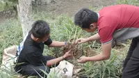 Ivan Septianto beralih menjual minuman jahe merah saat pandemi COVID-19 menghantam. Alasannya karena jahe merah banyak dicari sebagai minuman penangkal COVID-19. (Foto: Liputan6.com).