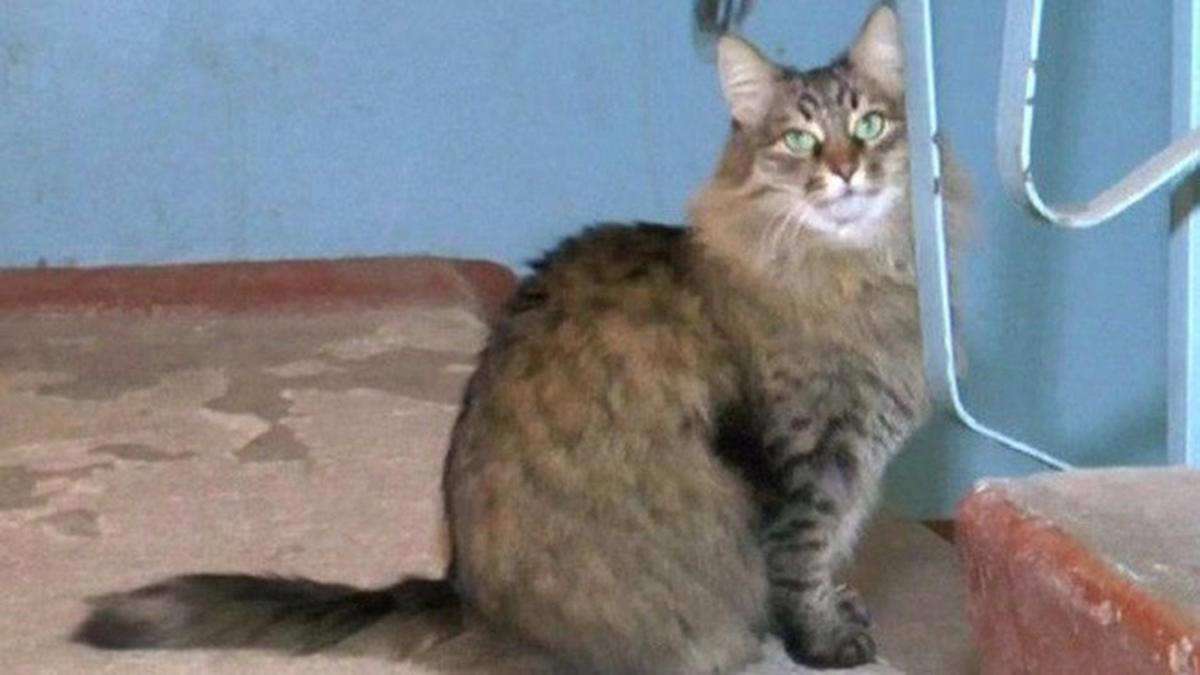 Masha, Kucing Menggemaskan yang Selamatkan Nyawa Bayi