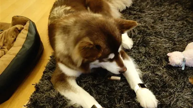 Anak orang terkaya di China belikan jam seharga ratusan juta rupiah untuk dua anjing peliharaannya