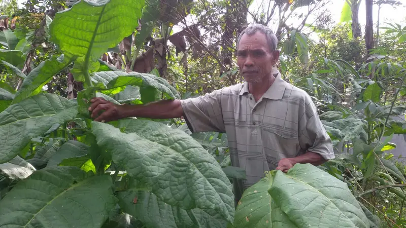 petani tembakau