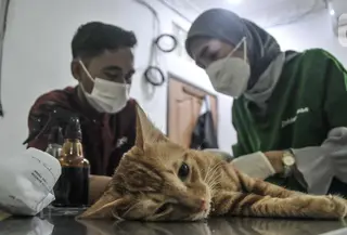 Dokter hewan melakukan sterilisasi kucing peliharaan di Radhiyan Pet and Care, Rawamangun, Jakarta Timur, Senin (20/6/2022). Dinas KPKP DKI Jakarta dan klinik hewan dan komunitas pecinta kucing menggelar pemeriksaan hewan peliharaan seperti vaksin rabies dan sterilisasi secara gratis menyambut HUT ke-495 Jakarta. (merdeka.com/Iqbal S. Nugroho)