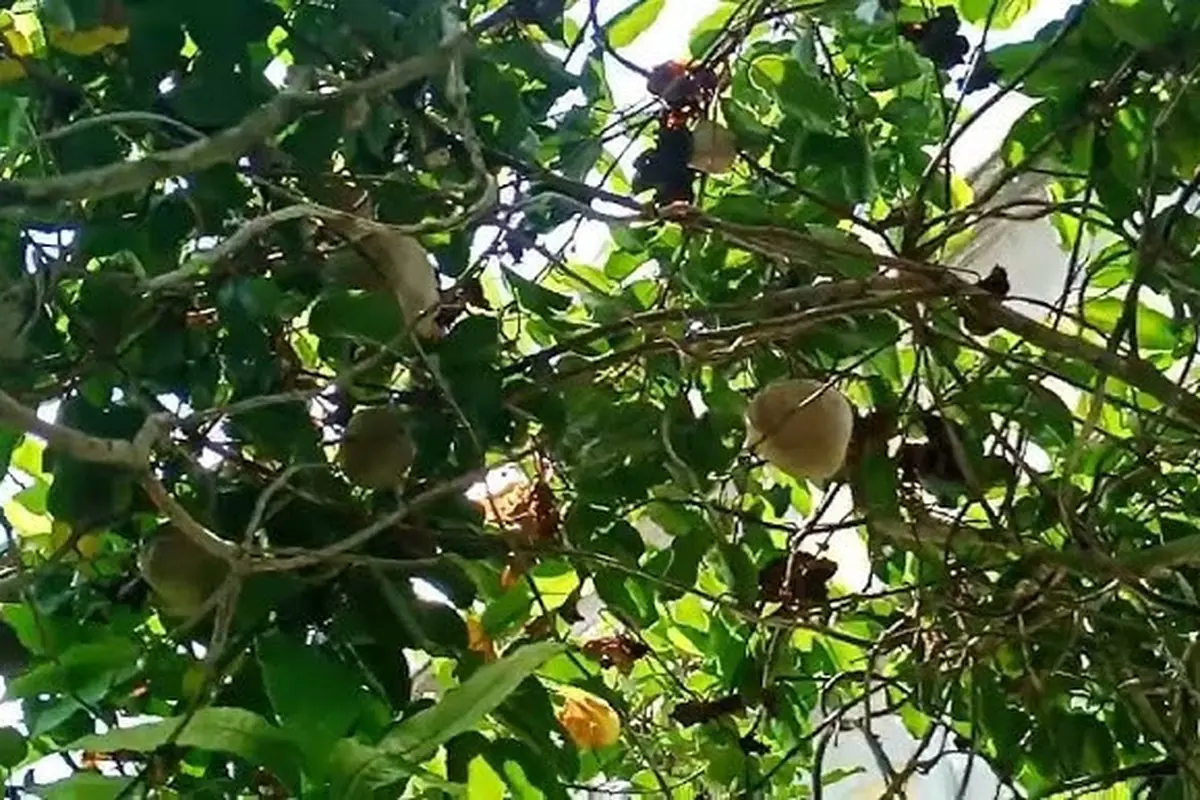 Cara Menanam Kentang Gantung di Rumah