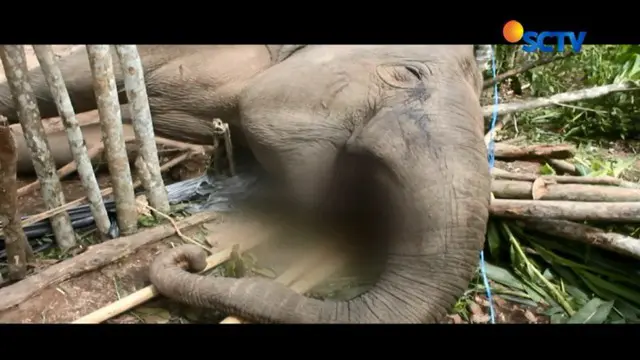 Gajah Sumatera Ditemukan Tanpa Gading dan Kuku di Kebun Warga