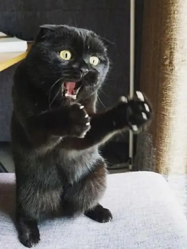 6 Potret Kucing Terlihat Kaget Ini Lucu, Bola Mata Melotot