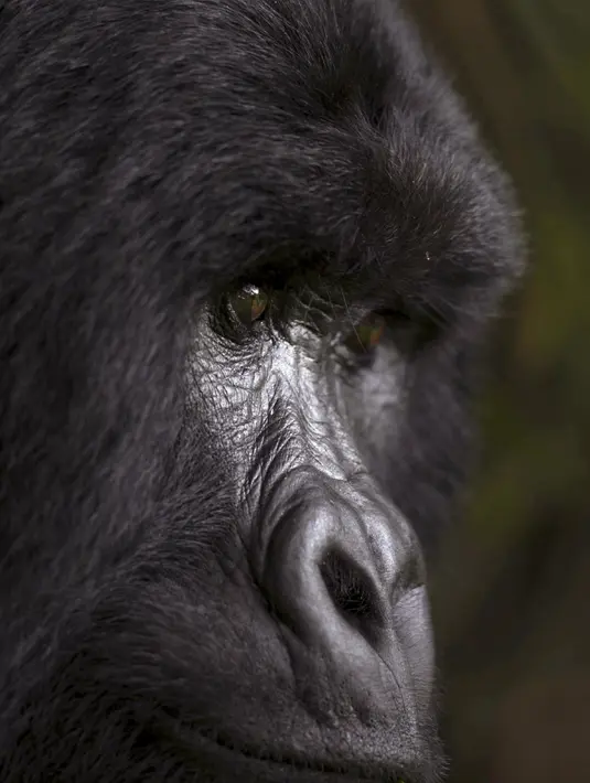 Gorila yang bernama Bugingo tertangkap kamera saat bersantai di Mgahinga Gorilla National Park, Uganda, Jumat (20/11/2015). Gorila yang ada di taman nasional ini merupakan gorila dari kelompok Nyakagezi. (REUTERS/Edward Echwalu)