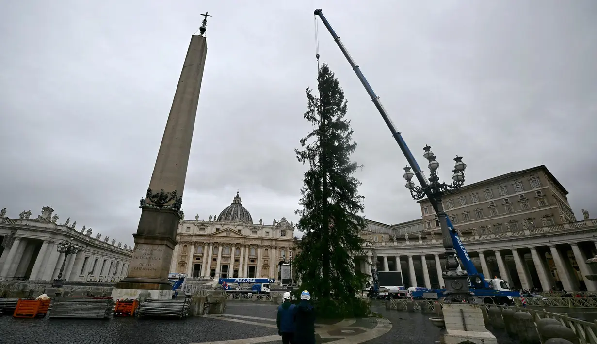 Sebuah derek mengangkat Pohon Natal, saat pemasangannya di Lapangan Santo Petrus di Vatican pada 22 November 2024. (Filippo MONTEFORTE/AFP)