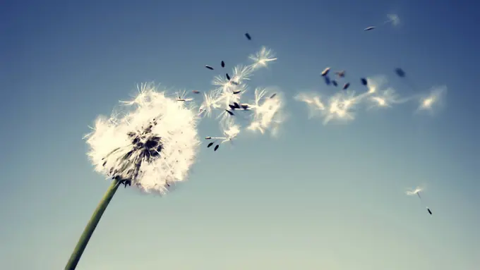 Syahdunya GIF Bunga Dandelion yang Jarang Ditemukan Saat Ini