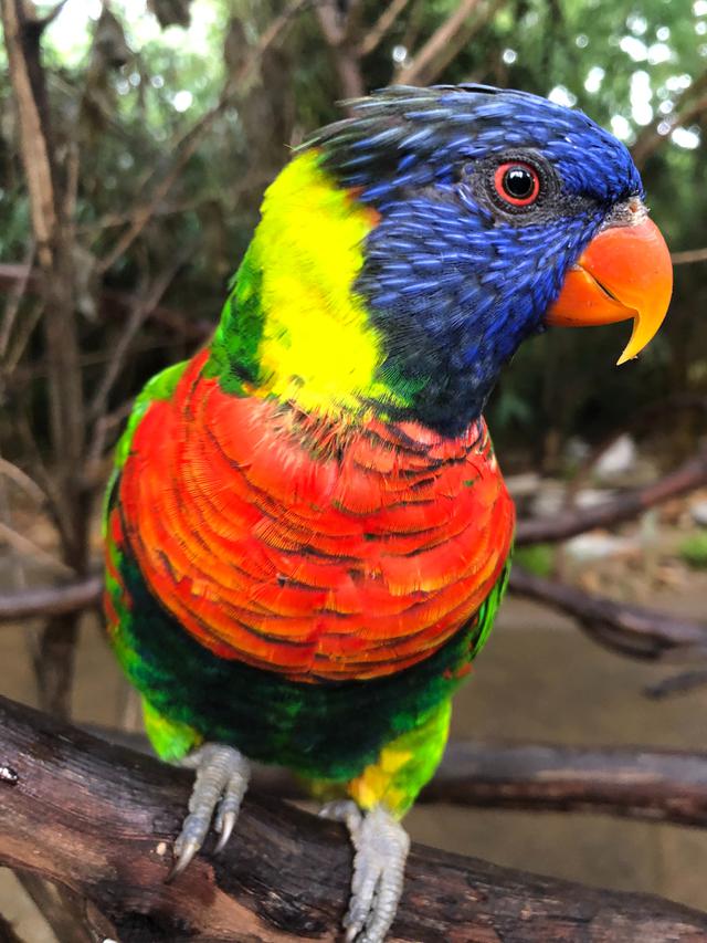 Potret burung beo jenis lorikeet yang sehat. (Elisabeth Lee/Unsplash)