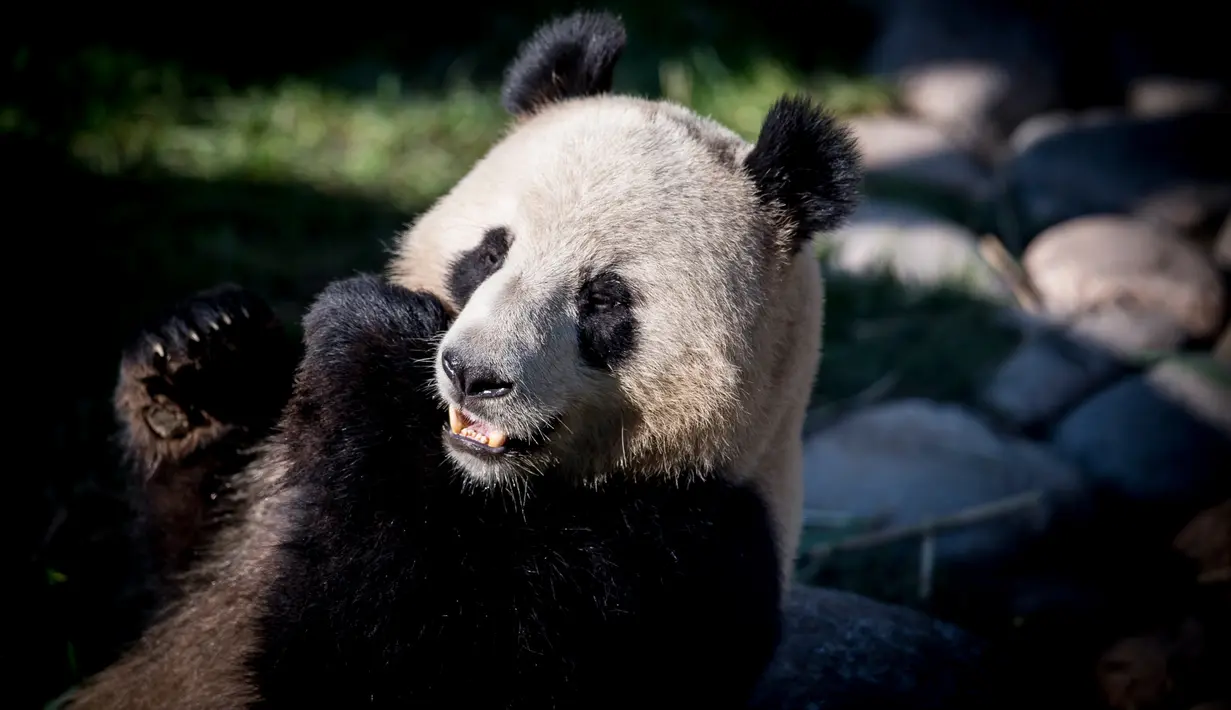 Panda raksasa, Xing Er berada di kandang barunya selama diperlihatkan kepada media di Kebun Binatang Kopenhagen, Denmark, Rabu (10/4). Sepasang giant panda bernama Xing Er dan Mao Sun yang baru tiba dari China menjadi penghuni baru Kebun Binatang Kopenhagen. (Mads Claus Rasmussen/Ritzau Scanpix/AFP)
