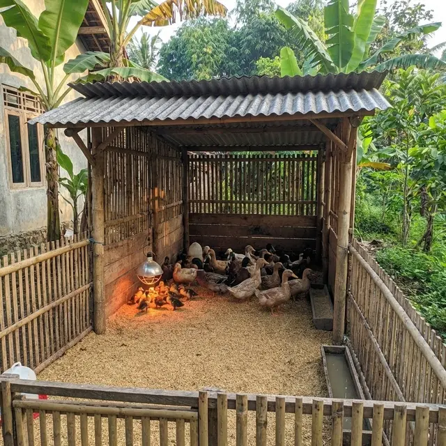 Cara Ternak Bebek Pedaging Cepat Panen Skala Rumahan