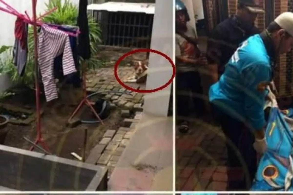 [Bintang] Netizen Soroti Kasus Bocah Tewas Digigit Anjing Pitbull di Malang