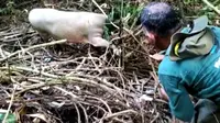 Seekor babi rusa ditemukan terjebak jerat warga di kawasan konservasi Tanjung peropa Konawe Selatan.