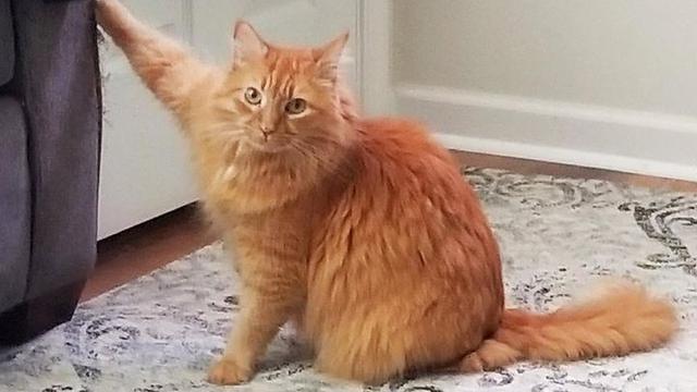 Tidak Sopan, 6 Potret Ini Tunjukkan Hewan Peliharaan Juga Perlu Dididik