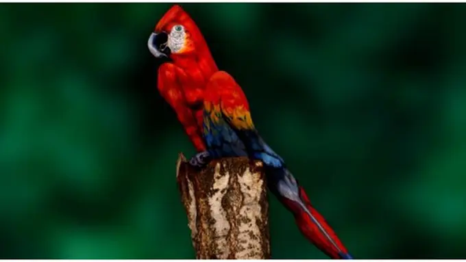 Foto: copyright dailymail.co.uk