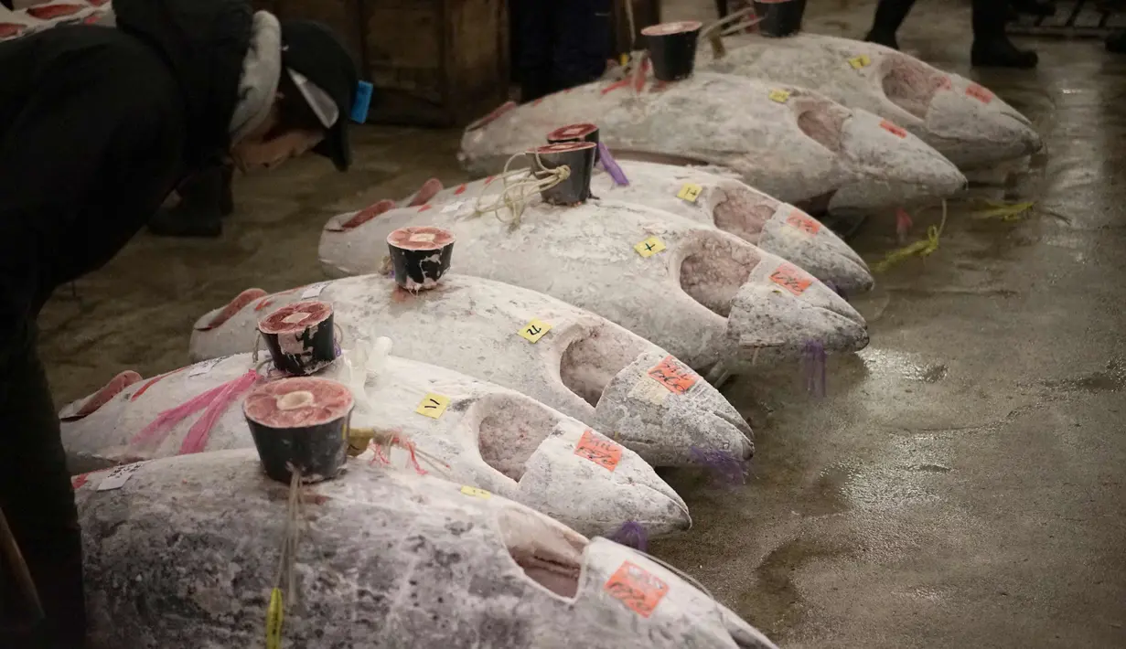 Calon pembeli memeriksa kualitas ikan tuna segar sebelum pelelangan pertama tahun ini di pasar ikan Tsukiji di Tokyo (5/1). Harga tertinggi per kilogram tahun ini adalah $ 1.419 per kilogram. (AP Photo / Eugene Hoshiko)