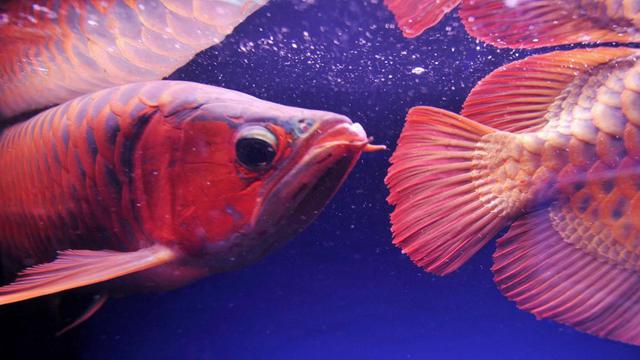 Macam-macam Ikan Hias Air Tawar