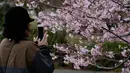 Seorang wanita mengabadikan bunga sakura  di Tokyo, Jepang (19/3). Bunga Sakura mekar pada akhir Maret hingga akhir Juni. Mekarnya bunga nasional Jepang ini menandai dimulainya musim semi. (Liputan6.com/Kazuhiro Nogi)