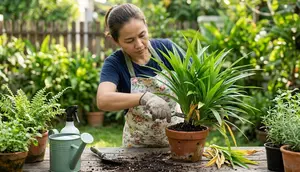 9 Cara Membuat Tanaman Pandan Tetap Rimbun di Pot Kecil, Sehat dan Produktif