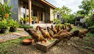 Pakan Ayam Kampung Umur 2 Bulan, Ketahui Jenis, Takaran dan Cara Pemberian