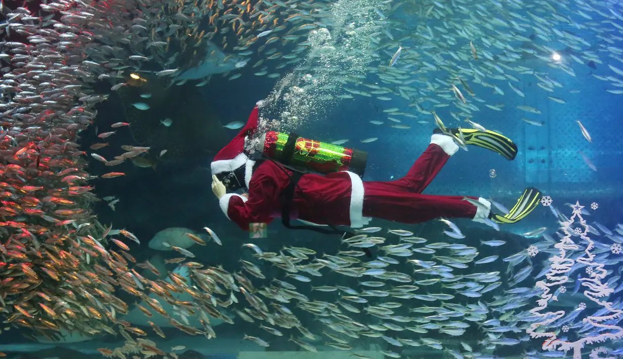 Seorang penyelam yang mengenakan kostum sinterklas berenang di antara kawanan ikan sarden di Coex Aquarium, Seoul, Selasa (18/12). Acara rutin tahunan ini menghadirkan penyelam berpakaian Sinterklas untuk menghibur pengunjung. (AP Photo/Ahn Young-joon)