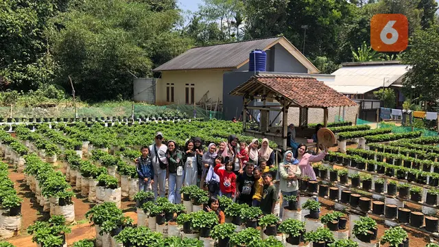 Wisatawan saat petik buah stroberi di MD Farm di Kecamatan Gunungguruh Kabupaten Sukabumi. (Liputan6.com/Fira Syahrin).