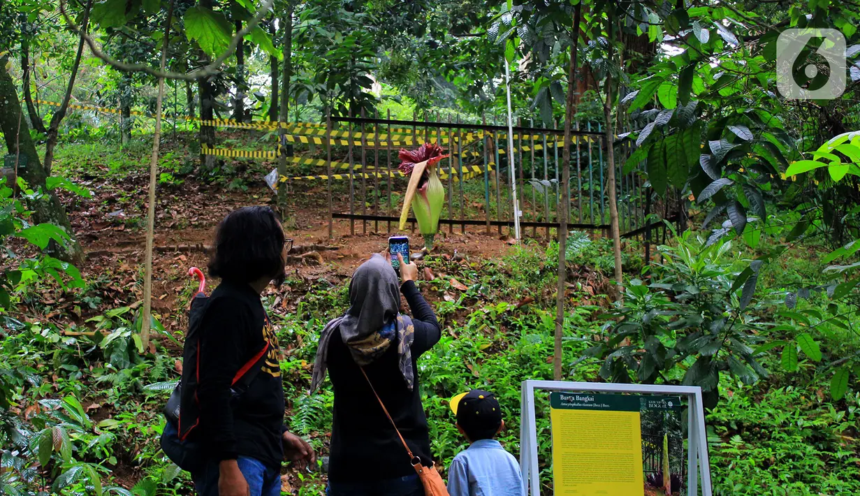 Pengunjung mengabadikan Bunga Bangkai di Kebun Raya Bogor, Minggu (5/1/2020). Hari terakhir liburan sekolah, Kebun Raya Bogor menjadi tujuan wisata favorit bagi warga. Salah satu objek yang paling menarik di sana adalah Bunga Bangkai. (Merdeka.com/Fotografer Magang: Muhammad Fayyadh)