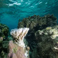 Ilustrasi Panerai mendukung kelestarian lingkungan dan mengentikankrisis iklim, termasuk lingkungan biota laut yang terdampak. Credit: Rlis resmi Panerai