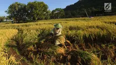 Petani memanen padi varietas Ciherang di areal persawahan Desa Ciwaru, Sukabumi, Sabtu (23/6). Petani mengeluhkan  harga gabah kering panen saat ini Rp 488 ribu/kwintal dibanding tahun lalu yang menembus Rp 600 ribu/kwintal. (Merdeka.com/Arie Basuki)