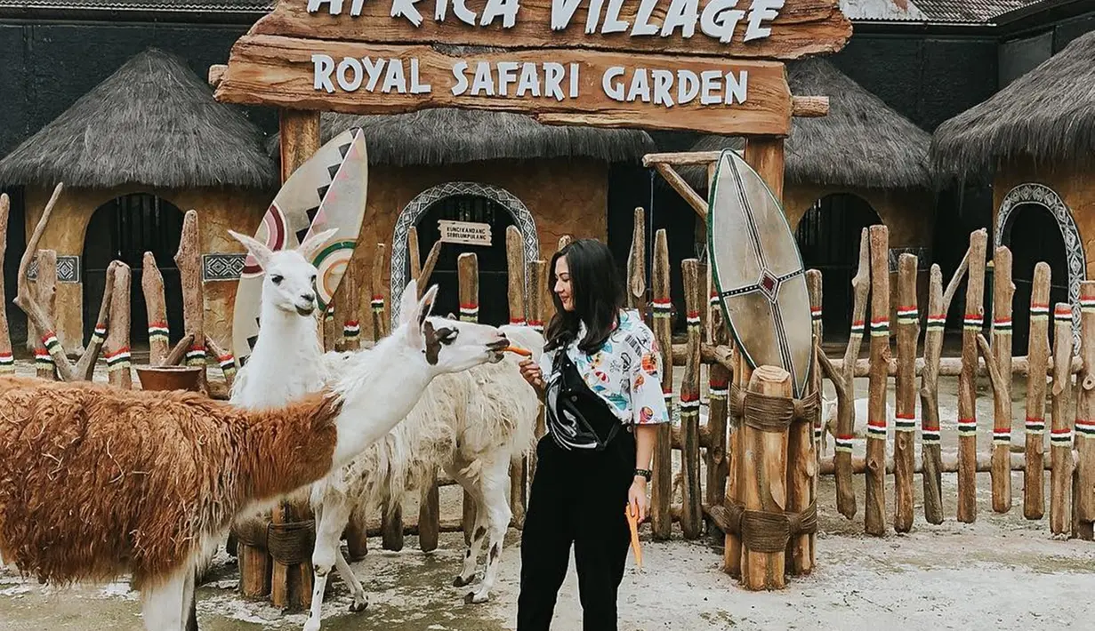 Saat mengunjungi African Village di Royal Safari Garden, Jessica Mila bertemu dengan hewan-hewan lucu seperti llama. Bahkan Jessica berani memberi makan llama dengan sayuran wortel. (Liputan6.com/IG/@jscmila)