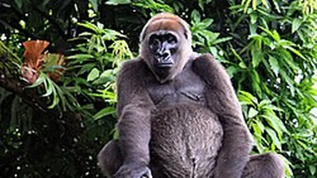 10 Hewan Langka yang Diduga Punah, Kini Muncul Kembali dan Ditemukan Hidup