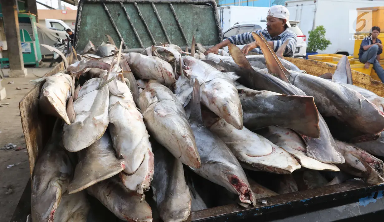 Pekerja tengah menurunkan ikan hiu di Muara Angke, Jakarta, Kamis (7/6). Data Kementerian Kelautan dan Perikanan (KKP) menunjukkan selama 15 tahun terakhir terjadi penurunan populasi ikan hiu hingga 28 persen di Indonesia. (Liputan6.com/Angga Yuniar)