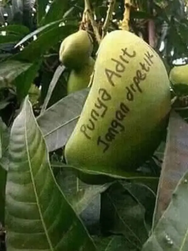 6 Cara Absurd Pengamanan Buah Agar Tak Dicuri Ini Kocak